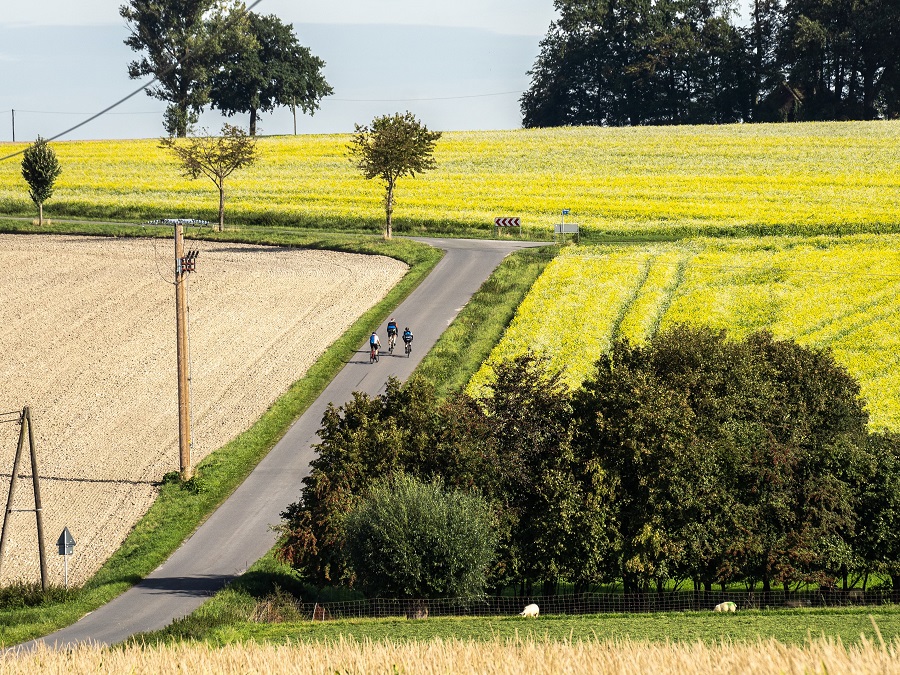 Baumberge